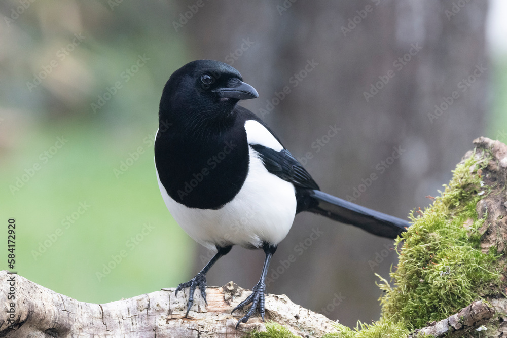 Elster (Pica pica) Elster (Pica pica)