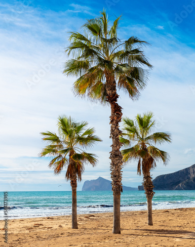 Fototapeta Naklejka Na Ścianę i Meble -  Palm tree on the beach