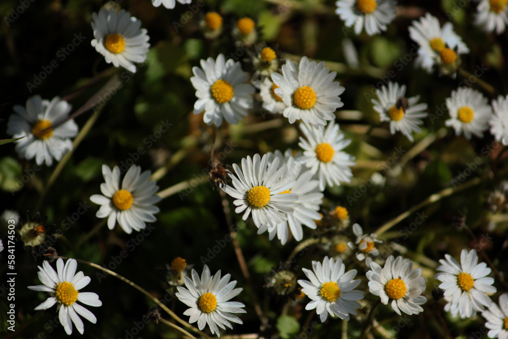 Obraz premium flores