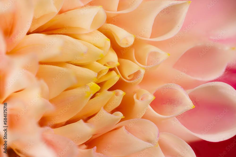 Macro photography of a dahlia flower Macro photography of a dahlia flower