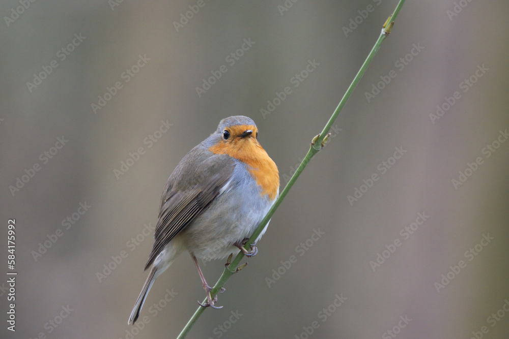 Rotkehlchen (Erithacus rubecula) Rotkehlchen (Erithacus rubecula)