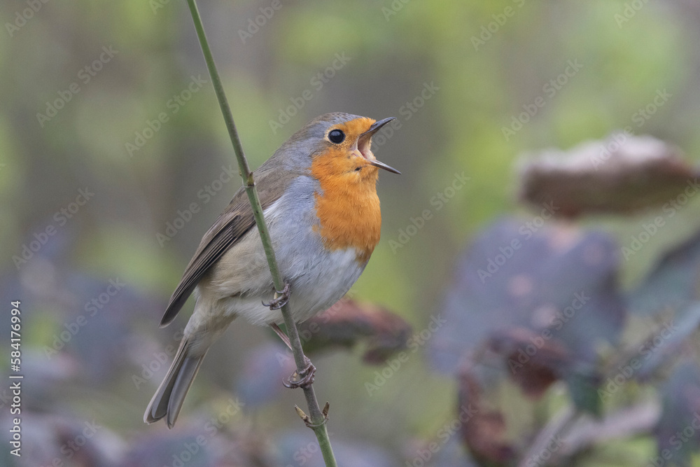 Rotkehlchen (Erithacus rubecula) Rotkehlchen (Erithacus rubecula)