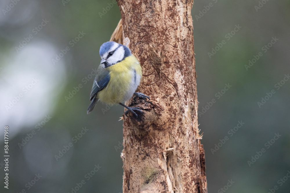 Blaumeise (Cyanistes caeruleu) Blaumeise (Cyanistes caeruleu)