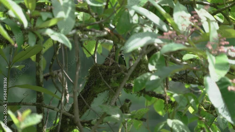 Green Cochoa Birds raise their young in the nest. ,Bird watching in forest Green Cochoa Birds raise their young in the nest. ,Bird watching in forest
