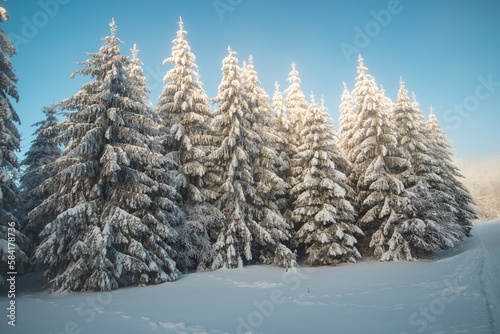 Spruce trees in a nature reserve under a snow bank at sunrise in Beskydy mountains, Czech republic. Breathtaking view of the golden rays of the sun illuminating the white caps of the trees © Fauren