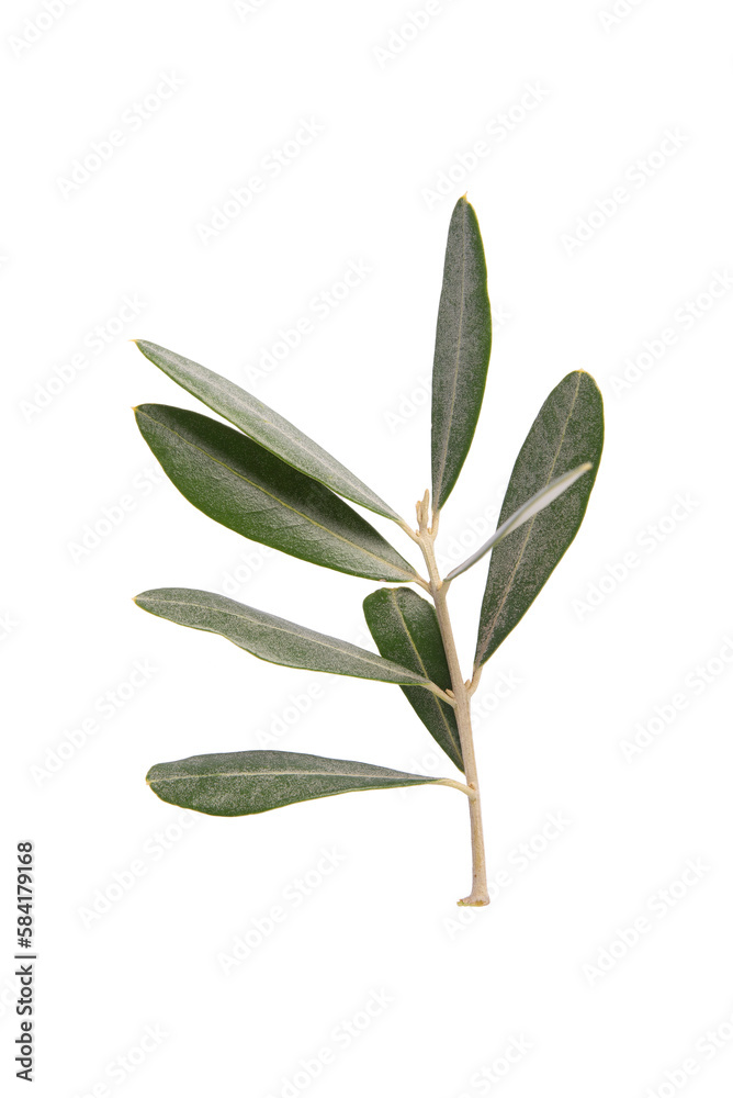 Olive leaves close up. Isolated on white or transparent background. Precision cut and flawless finish make it easy to incorporate the image into your projects.