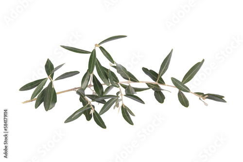 Branch olive leaf. Isolated on white or transparent background. Precision cut and flawless finish make it easy to incorporate the image into your projects.