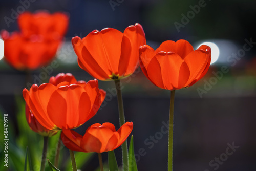 bunch of red tulips on a sunny day. warm april day