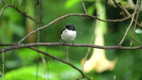 Dark-backed Sibia bird standing on a branch . photo