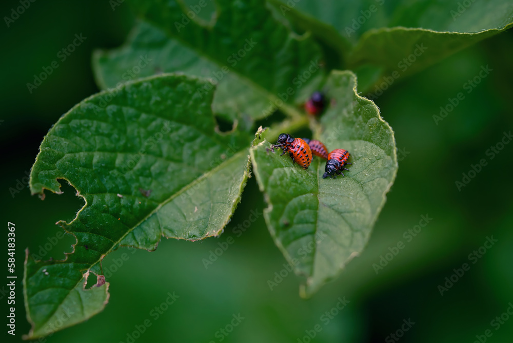 Potato bug larvae feeding on leaves of potato plants. Colorado potato beetle eats potato leaves. Pest invasion, parasite destroy potatoes plants, insects on eaten damaged leaves. Potato bug larvae feeding on leaves of potato plants. Colorado potato beetle eats potato leaves. Pest invasion, parasite destroy potatoes plants, insects on eaten damaged leaves.