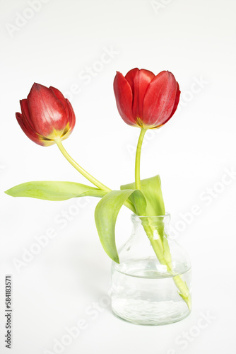 Zwei rote Tulpen auf weißem Hintergrund