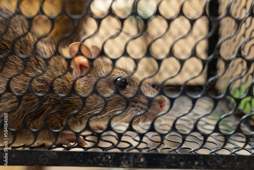 f rat trapped in the iron cage photo