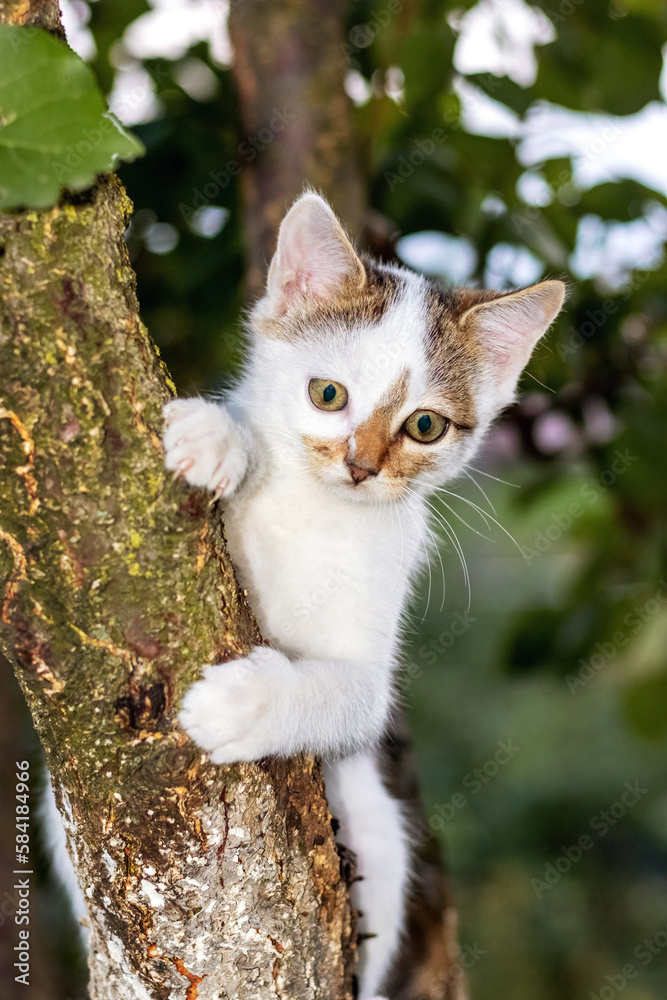 A small adorable kitten on a tree A small adorable kitten on a tree