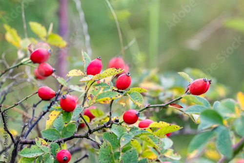 Rosehip bush with red berries in autumn