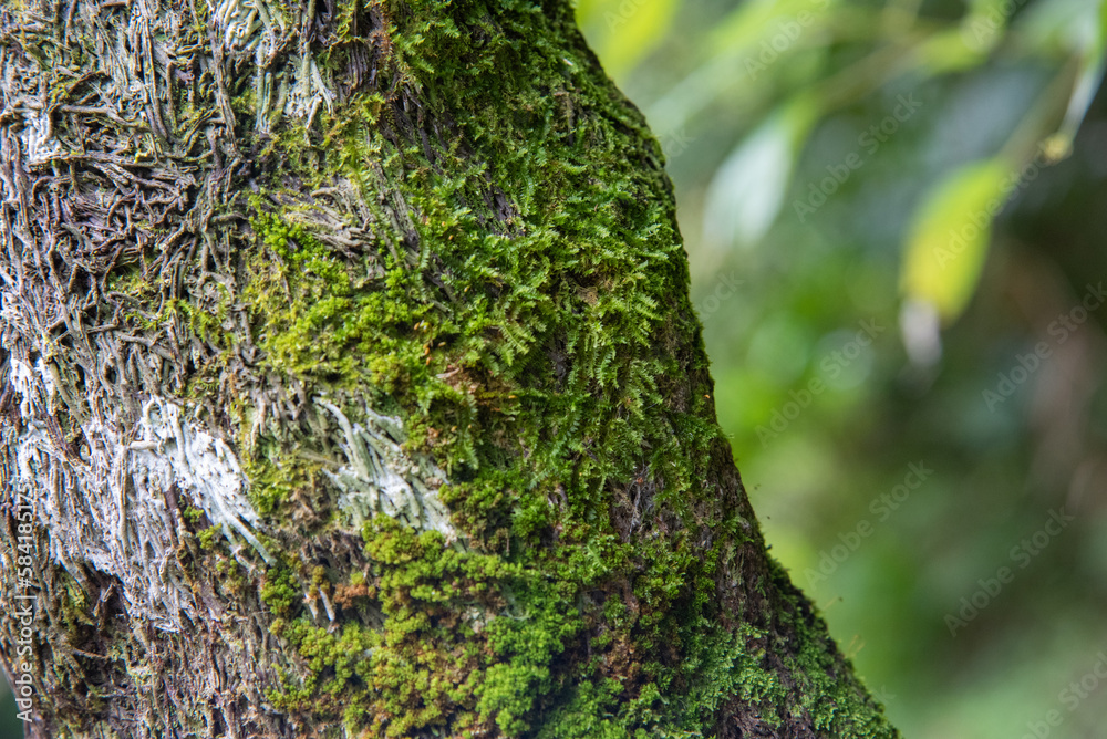 Obraz premium 樹木に生える苔