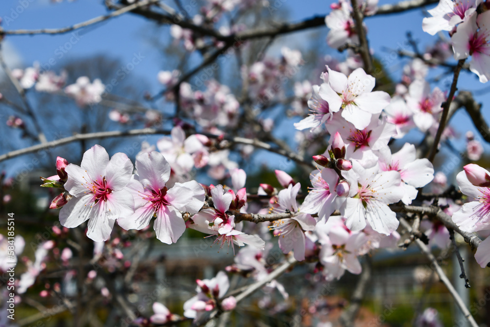 Obraz premium アーモンドの花