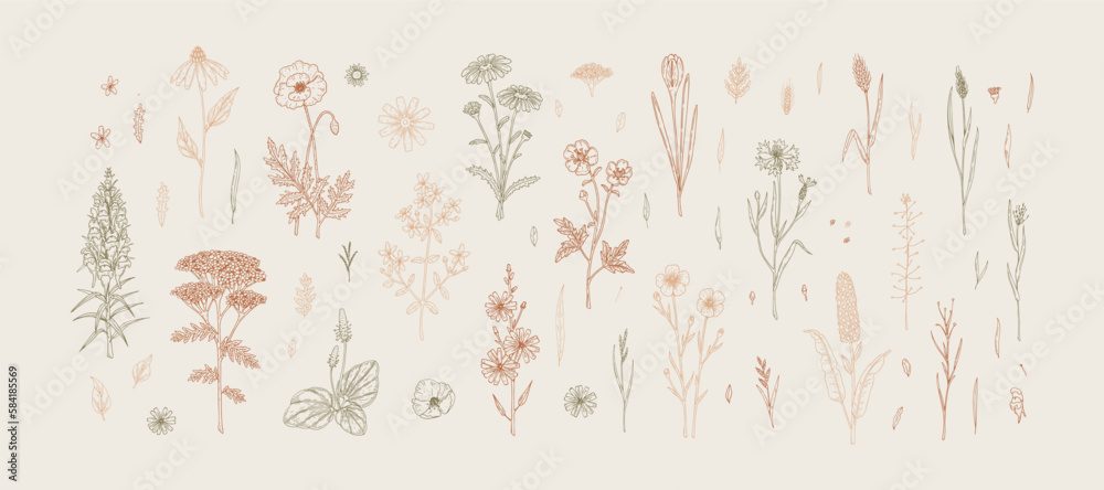 Meadow flowers. Set of hand drawn field wildflowers. Vector ...