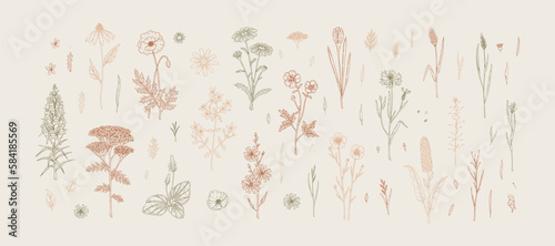 Meadow flowers. Set of hand drawn field wildflowers. Vector illustration in sketch style