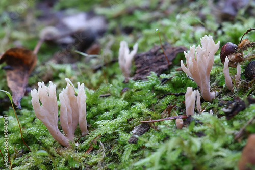 Lentaria byssiseda, a coral fungus growing on oak trunk, no common English name photo