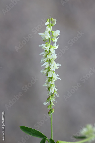 White Melilot, Melilotus albus, also known as Honey clover or White sweet clover, wild flowering plant from Finland