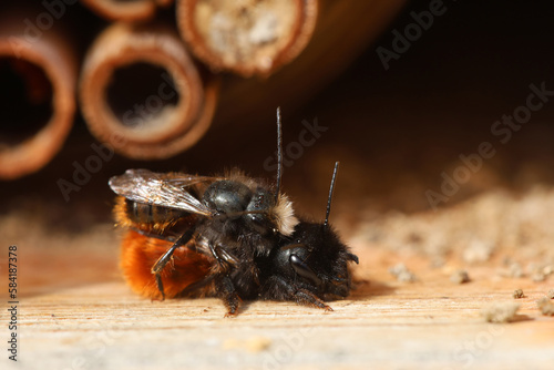 Paarung von zwei Wildbienen am Insektenhotel, Gehörnte Mauerbiene, Rostrote Mauerbiene in Detail Aufnahme in der Natur photo