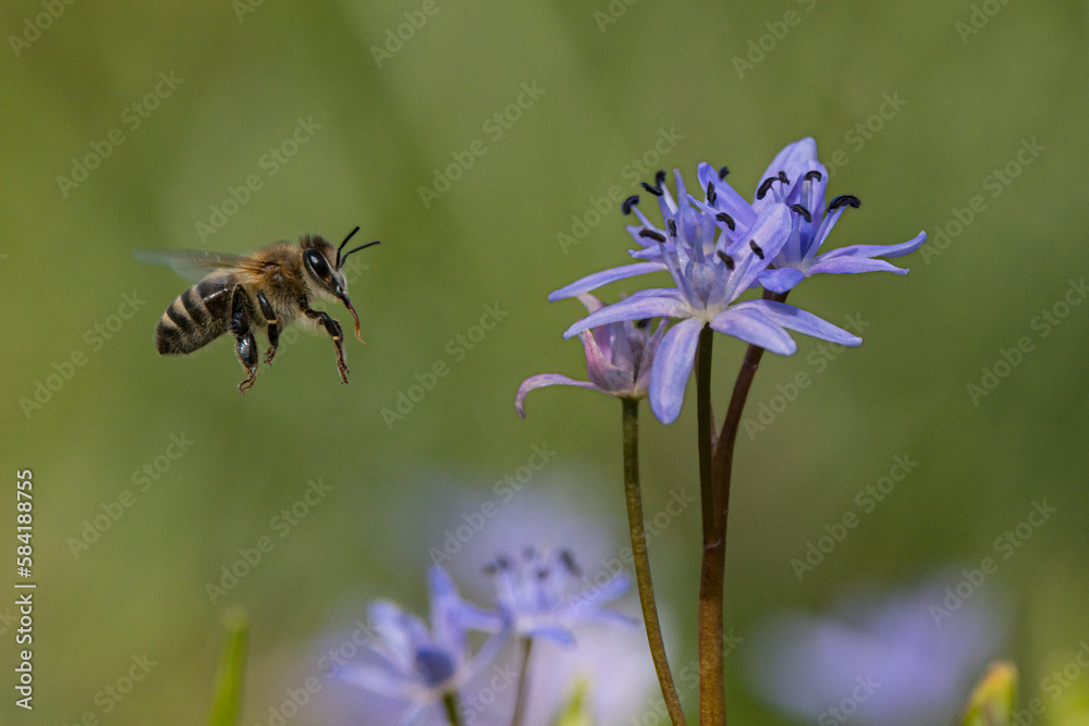 Honigbiene und Zweiblättriger Blaustern (Scilla bifolia) Honigbiene und Zweiblättriger Blaustern (Scilla bifolia)