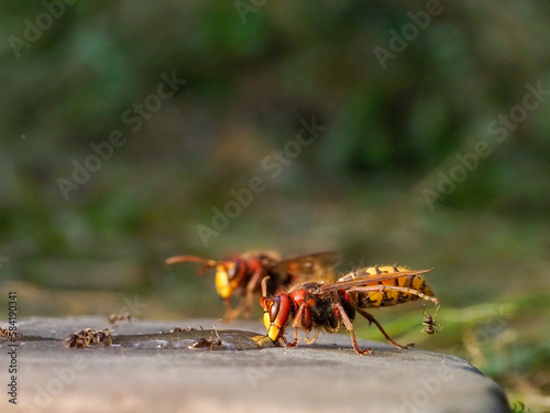 Hornisse (Vespa crabro) und Ameisen © ll911