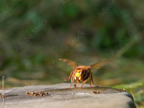 Hornisse (Vespa crabro) und Ameisen