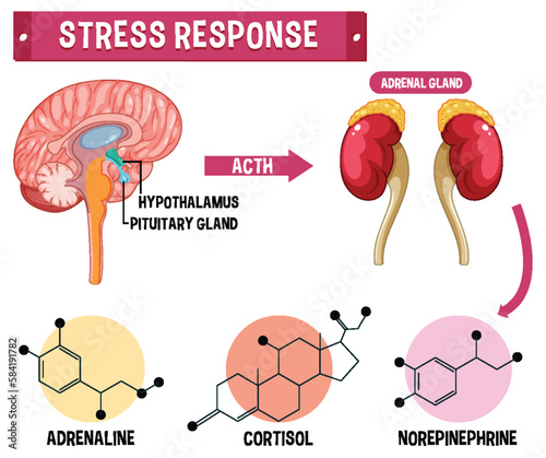 Stress response system scheme