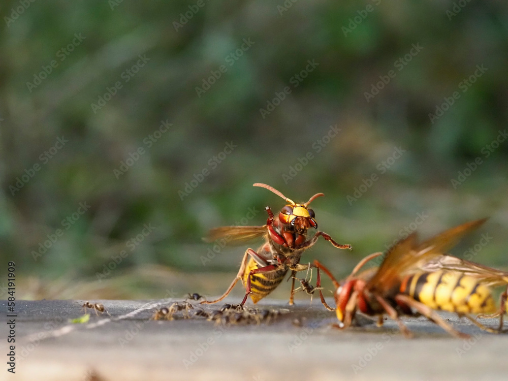 Fototapeta premium Hornisse (Vespa crabro) und Ameisen