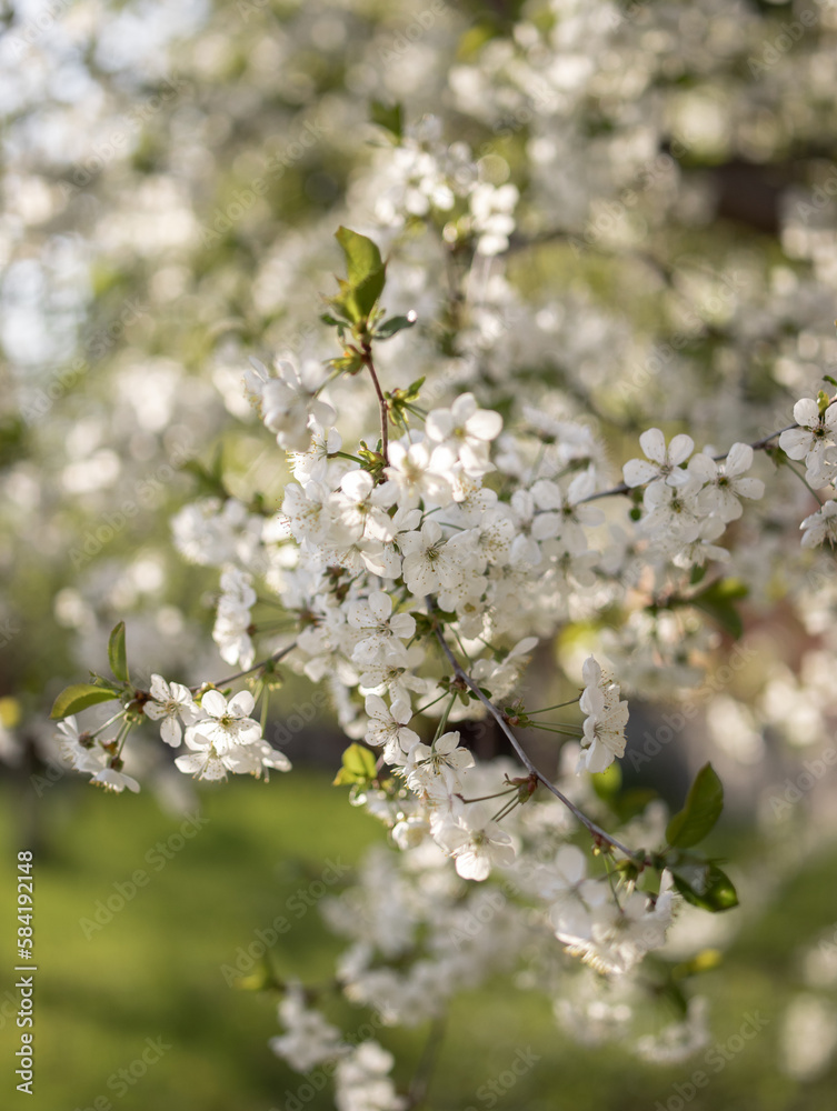 tree blossom tree blossom