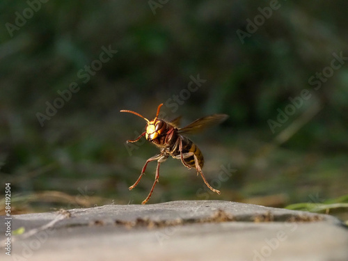 Hornisse (Vespa crabro) und Ameisen © ll911
