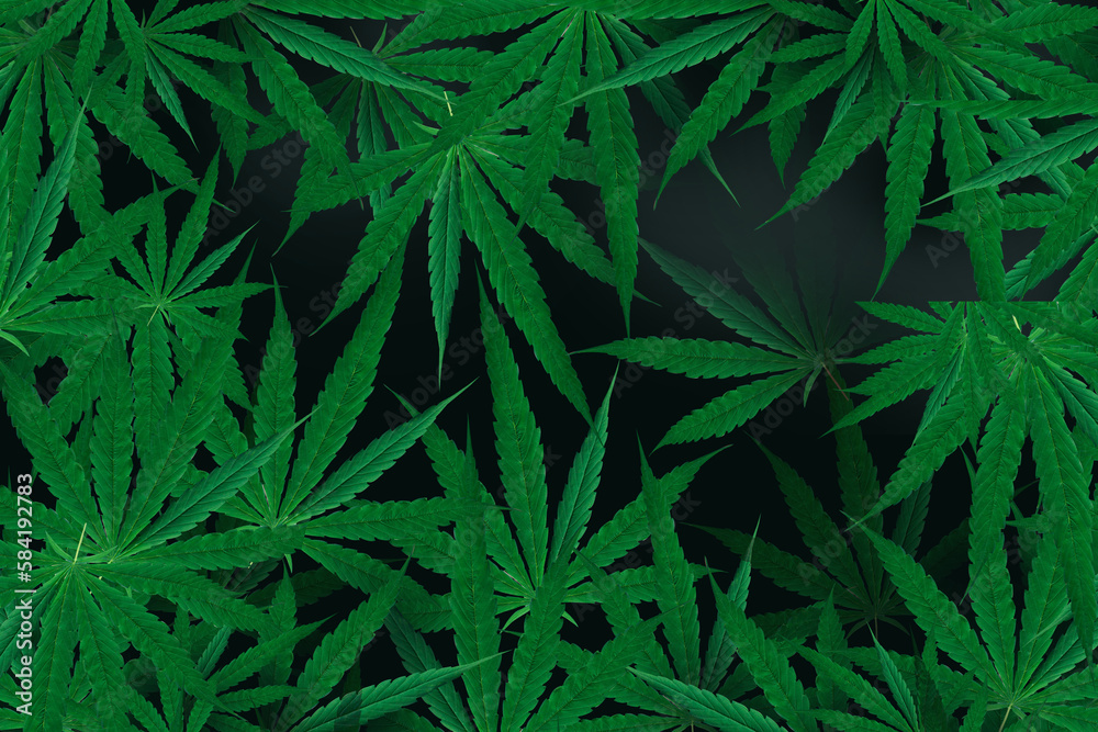 Fototapeta premium Marijuana leaf, black color background. Decorate for ad, poster, template print, artwork