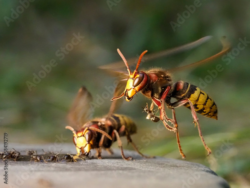 Hornisse (Vespa crabro) und Ameisen