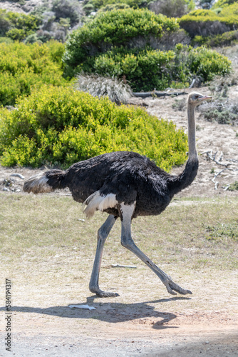 male ostrich walking on barren ground at Cape of Good Hope, Cape Town