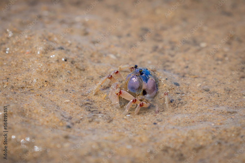 Soldier Crab, Narooma, NSW, December 2022