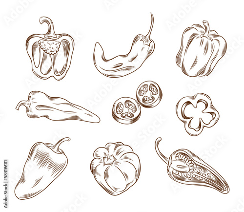 Vector hand drawn illustration of different types of peppers in graphic style