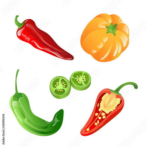 A set of illustrations of different types of peppers in bright colours. Paprika, chilli, jalapeno in vector