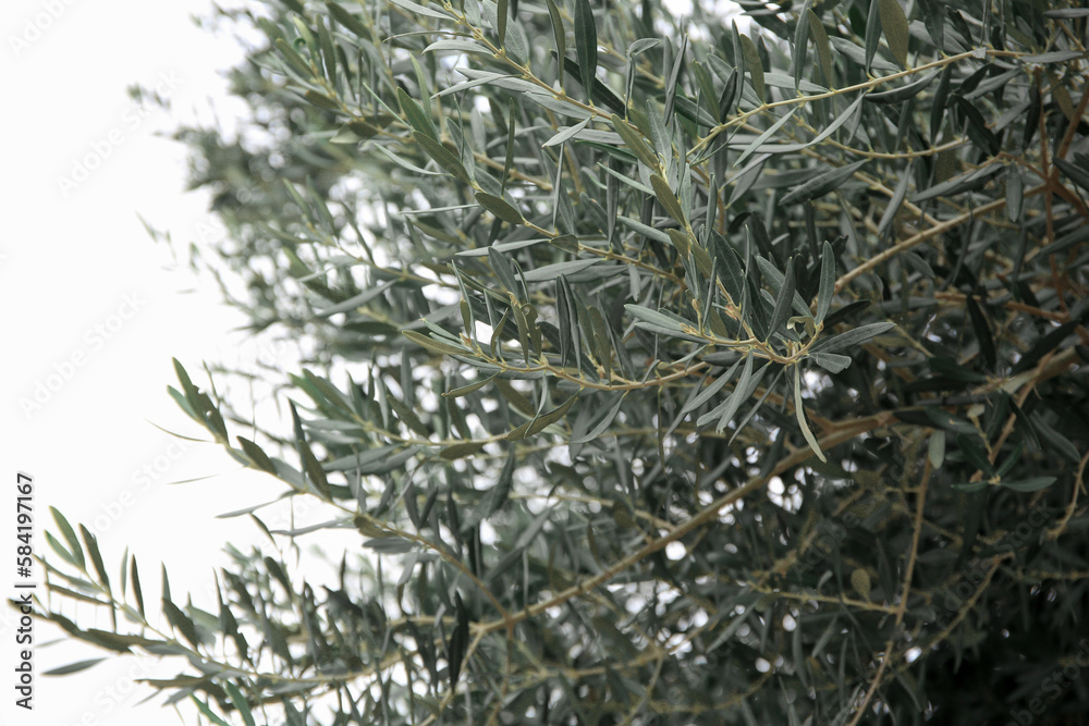 Beautiful olive tree with green leaves outdoors, closeup Beautiful olive tree with green leaves outdoors, closeup