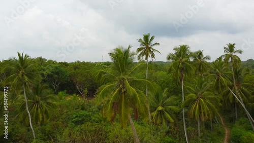 Aerial view from above of a green palm tree and a tropical forest. Calm beautiful video on the background for tourism, design and advertising.
