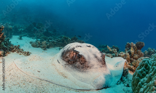 Coral Reef Fish Turtle Stingray Little Big Planet