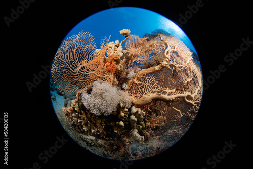 Coral Reef Fish Turtle Stingray Little Big Planet