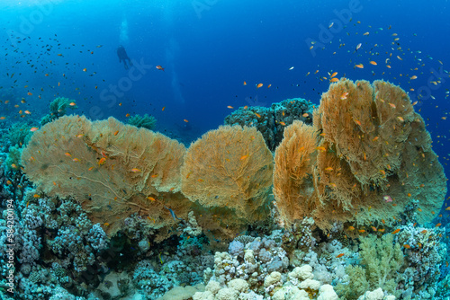 Reef and Fish