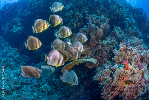 Batfish