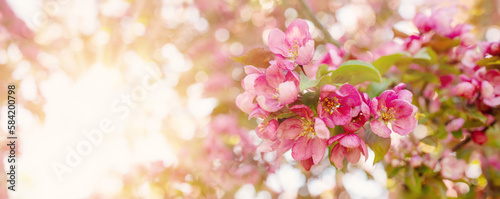 Closeup view of the cherry branches with blooming pink flowers and young green foliage. © candy1812