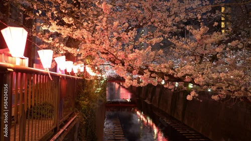 Night illumination of sakura blossoms in Nakameguro in Tokyo, Japan, cherry trees in bloom in the evening in springtime along Meguro River photo