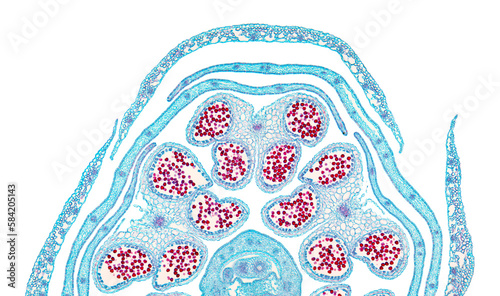 Photos Rapeseed flower bud halve, cross section, 20X light micrograph