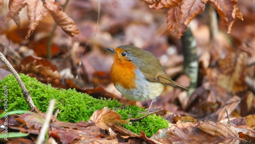 European robin in the forest