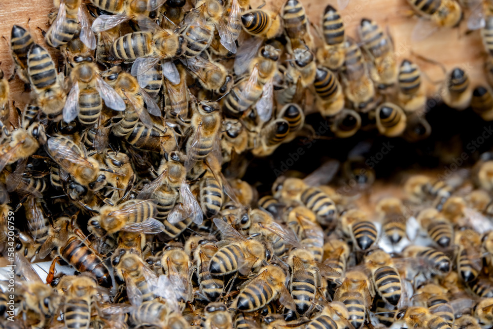 Bienenvolk zieht in neues zuhause ein mit Königin ภาพถ่ายสต็อก Adobe Stock Bienenvolk zieht in neues zuhause ein mit Königin ภาพถ่ายสต็อก Adobe Stock