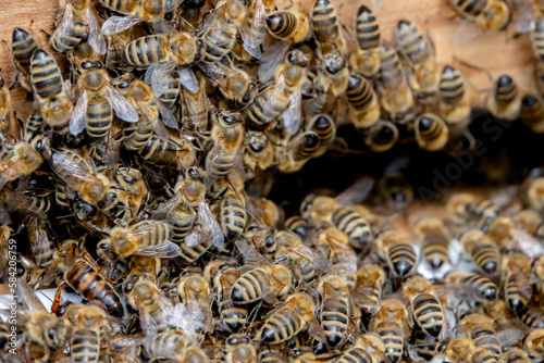 Bienenvolk zieht in neues zuhause ein mit Königin